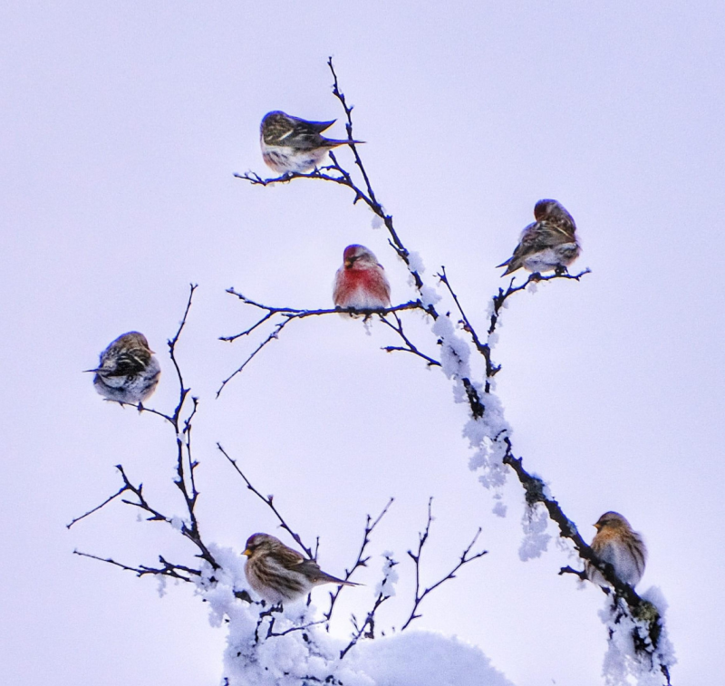 Program februar 2024